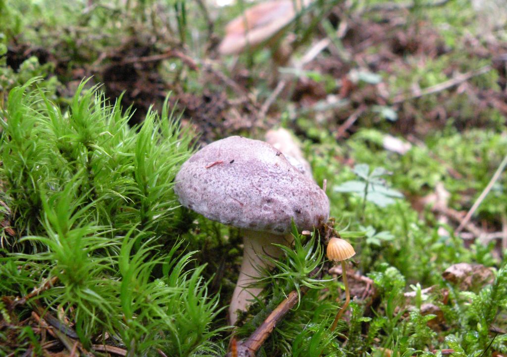 Se c''� la goccia....